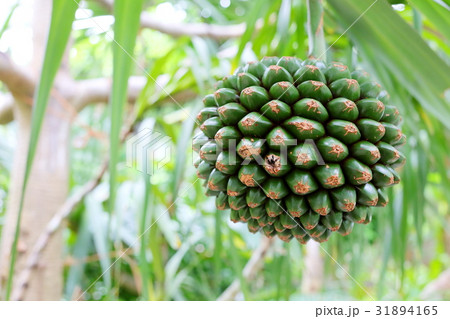 ビヨウタコノキ タコノキ pandanus utiilis 美葉蛸 31894165