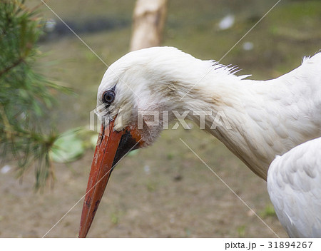 White stork Ciconia ciconia White stork Ciconia ciconia 31894267