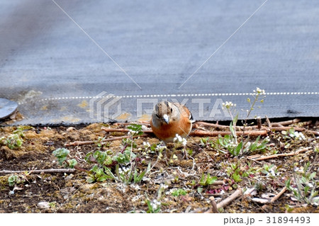 東京都三鷹の野鳥 三鷹中原カキ栽培地のアトリ 31894493