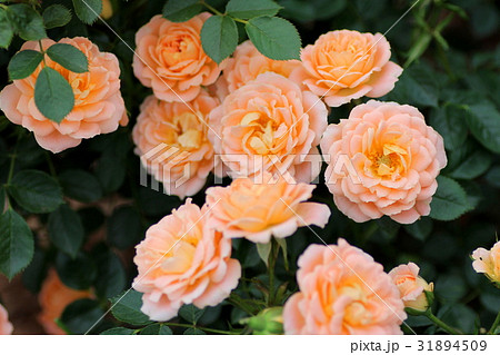 スイート・ドリーム スイート・ドリーム 31894509