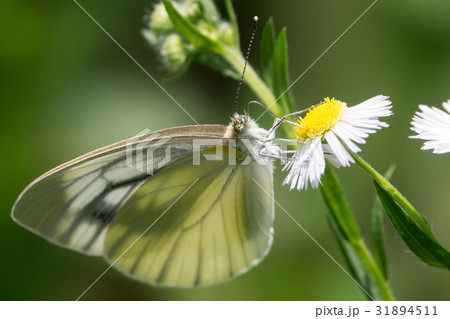 ヒメジョオンの花にとまるモンシロチョウ 31894511