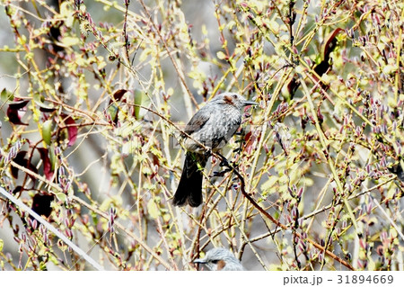 東京都三鷹の野鳥 仙川隣接公園のネコヤナギに止まるヒヨドリ 31894669