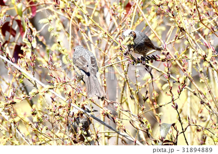 東京都三鷹の野鳥 仙川隣接公園のネコヤナギの花を食べるヒヨドリ 東京都三鷹の野鳥 仙川隣接公園のネコヤナギの花を食べるヒヨドリ 31894889