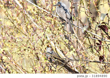 東京都三鷹の野鳥 仙川隣接公園のネコヤナギの花を食べるヒヨドリ 東京都三鷹の野鳥 仙川隣接公園のネコヤナギの花を食べるヒヨドリ 31894890