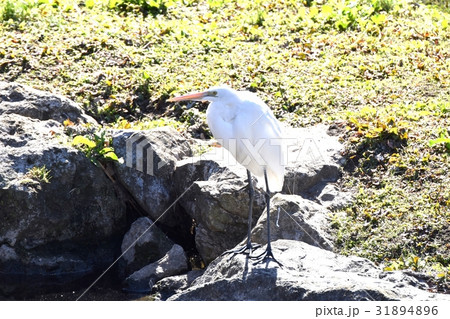 東京都三鷹の野鳥 仙川河岸岩場び立ダイサギ 東京都三鷹の野鳥 仙川河岸岩場び立ダイサギ 31894896
