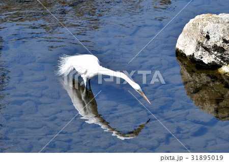 東京都三鷹の野鳥 仙川浅瀬に立つダイサギ 31895019