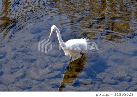 東京都三鷹の野鳥 仙川浅瀬を歩くダイサギ 東京都三鷹の野鳥 仙川浅瀬を歩くダイサギ 31895023