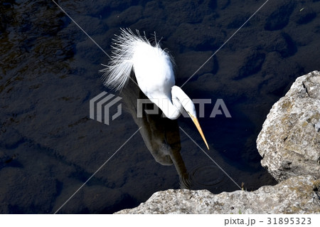 東京都三鷹の野鳥 仙川河岸近くの浅瀬に立つダイサギ 31895323