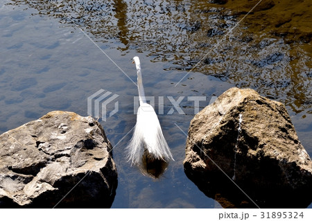 東京都三鷹の野鳥 仙川河岸近くの浅瀬を歩くダイサギ 東京都三鷹の野鳥 仙川河岸近くの浅瀬を歩くダイサギ 31895324
