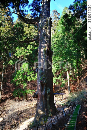 大船神社の弁慶杉 31895330