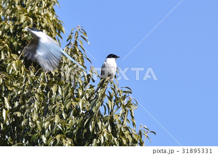 東京都三鷹の野鳥 仙川隣接公園の木にとまるオナガ。オナガ数十羽が移動中のさなか 東京都三鷹の野鳥 仙川隣接公園の木にとまるオナガ。オナガ数十羽が移動中のさなか 31895331