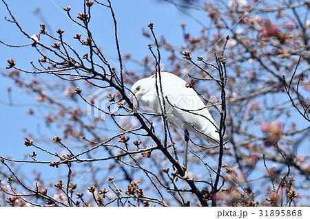 東京都三鷹の野鳥 仙川遊歩道に咲くサクラの木にとまるコサギ 31895868