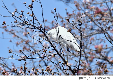 東京都三鷹の野鳥 仙川遊歩道に咲くサクラの木にとまるコサギ 東京都三鷹の野鳥 仙川遊歩道に咲くサクラの木にとまるコサギ 31895870
