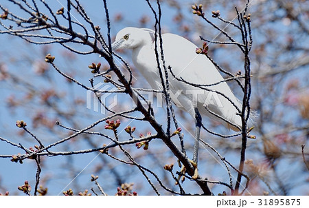 東京都三鷹の野鳥 仙川遊歩道に咲くサクラの木にとまるコサギ 31895875
