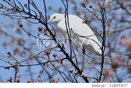 東京都三鷹の野鳥 仙川遊歩道に咲くサクラの木にとまるコサギ 東京都三鷹の野鳥 仙川遊歩道に咲くサクラの木にとまるコサギ 31895877