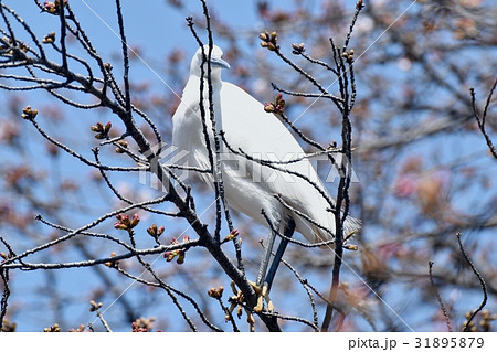 東京都三鷹の野鳥 仙川遊歩道に咲くサクラの木にとまるコサギ 東京都三鷹の野鳥 仙川遊歩道に咲くサクラの木にとまるコサギ 31895879