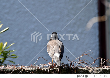 東京都三鷹の野鳥 仙川公園の民家のブロック塀にとまるムクドリ 31896040