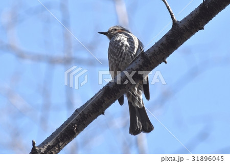 東京都三鷹の野鳥 仙川公園の枯れ木にとまるヒヨドリ 31896045