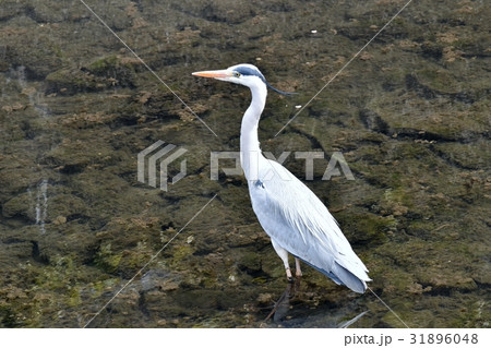 東京都三鷹の野鳥 三鷹仙川浅瀬に立つ夏羽根のアオサギ 東京都三鷹の野鳥 三鷹仙川浅瀬に立つ夏羽根のアオサギ 31896048