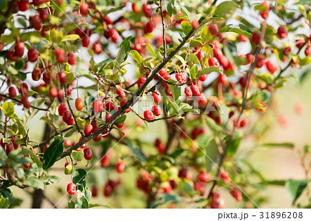 樹上のグミの実 31896208