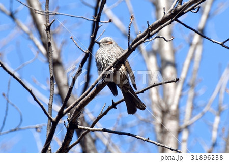 東京都三鷹の野鳥 仙川公園の枯れ木にとまるヒヨドリ 31896238