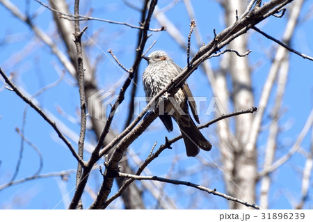 東京都三鷹の野鳥 仙川公園の枯れ木にとまるヒヨドリ 31896239