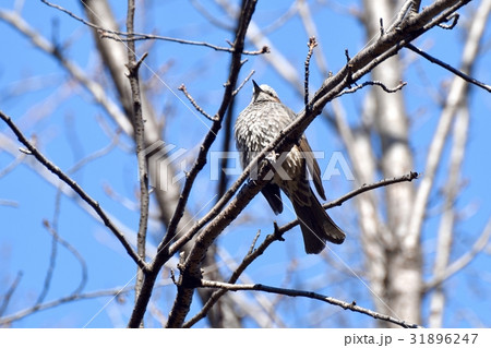 東京都三鷹の野鳥 仙川公園の枯れ木にとまるヒヨドリ 31896247