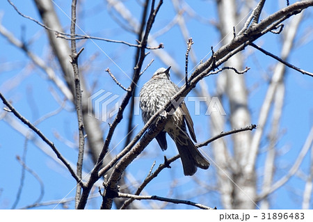 東京都三鷹の野鳥 仙川公園の枯れ木にとまるヒヨドリ 31896483