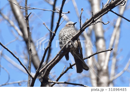 東京都三鷹の野鳥 仙川公園の枯れ木にとまるヒヨドリ 31896485