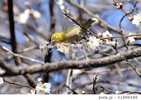 東京都三鷹の野鳥 仙川遊歩道のウメにとまるメジロ 31896488