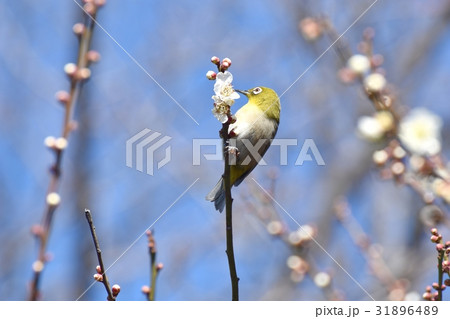 東京都三鷹の野鳥 仙川遊歩道のウメにとまるメジロ 31896489