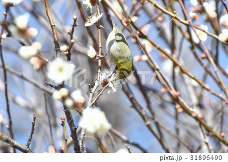 東京都三鷹の野鳥 仙川遊歩道のウメにとまるメジロ 31896490