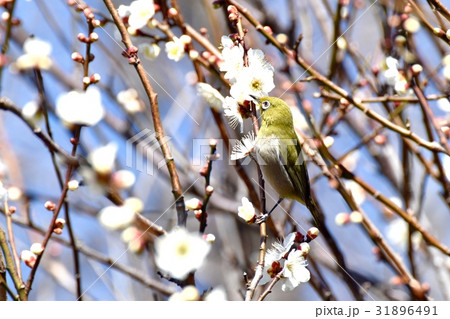 東京都三鷹の野鳥 仙川遊歩道のウメにとまるメジロ 31896491
