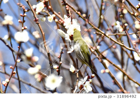 東京都三鷹の野鳥 仙川遊歩道のウメにとまるメジロ 31896492
