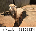 アルパカ あるぱか 羊 31896854