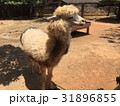 アルパカ あるぱか 羊 31896855
