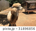 アルパカ あるぱか 羊 31896856