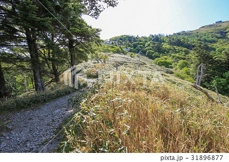 徳島県三好市　剣山山頂への遊歩道 31896877