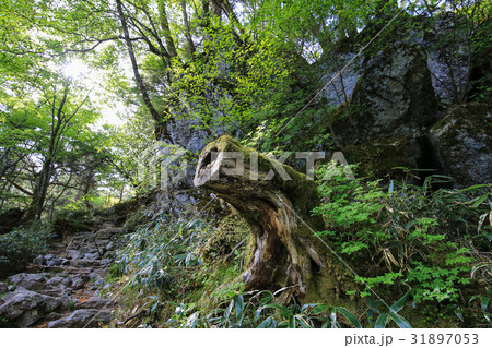 徳島県三好市 剣山山頂への遊歩道からの風景 徳島県三好市 剣山山頂への遊歩道からの風景 31897053