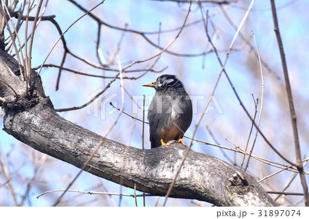 東京都三鷹の野鳥 仙川遊歩道の枯れ木にとまるムクドリ 東京都三鷹の野鳥 仙川遊歩道の枯れ木にとまるムクドリ 31897074