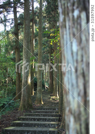 林 森 樹林 31897992