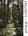 林 森 樹林 31897993