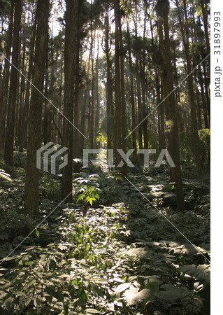 林 森 樹林 31897993