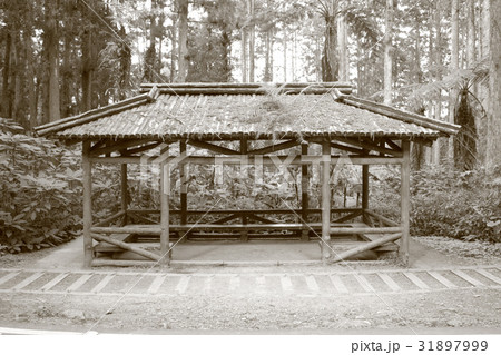 林 森 樹林 31897999