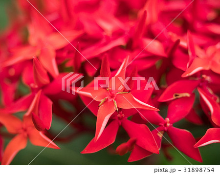 red spike flower in close up red spike flower in close up 31898754