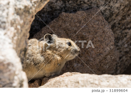 Pika Pika 31899604