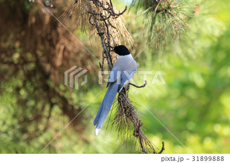 オナガ　松の木にて 31899888