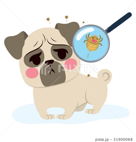 Dog Parasite Infection 31900068