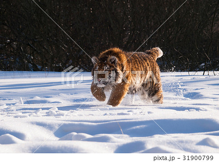 Hunting Siberian tiger- Panthera tigris altaica 31900799