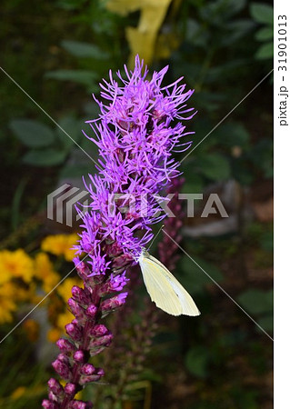 リアトリスの花にモンシロチョウ リアトリスの花にモンシロチョウ 31901013